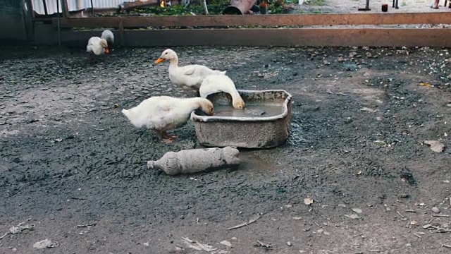 雨后许多鹅喝农场肮脏的水槽里的水视频素材