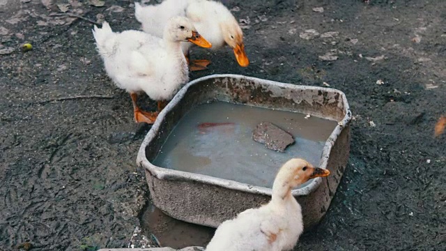 雨后许多鹅喝农场肮脏的水槽里的水视频素材