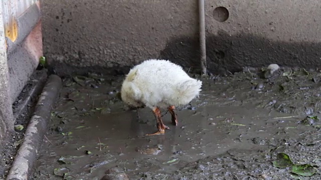 鹅在农场的脏水中饮水和洗澡视频素材