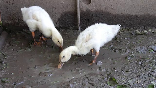 鹅在农场的脏水中饮水和洗澡视频素材