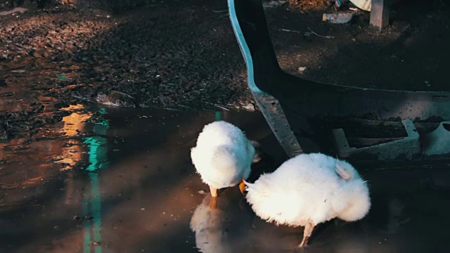 雨后许多鹅喝农场肮脏的水槽里的水视频素材