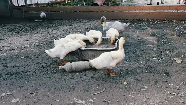 雨后许多鹅喝农场肮脏的水槽里的水视频素材