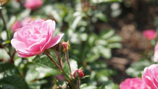 粉红色的玫瑰花在花园里视频素材画面3