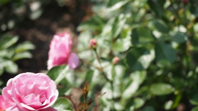 粉红色的玫瑰花在花园里视频素材画面4