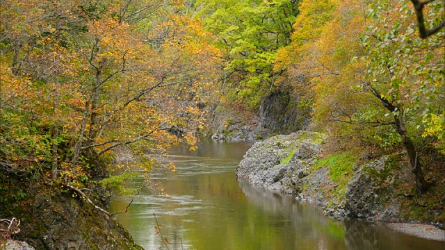 北海道近仙阁的秋天视频素材