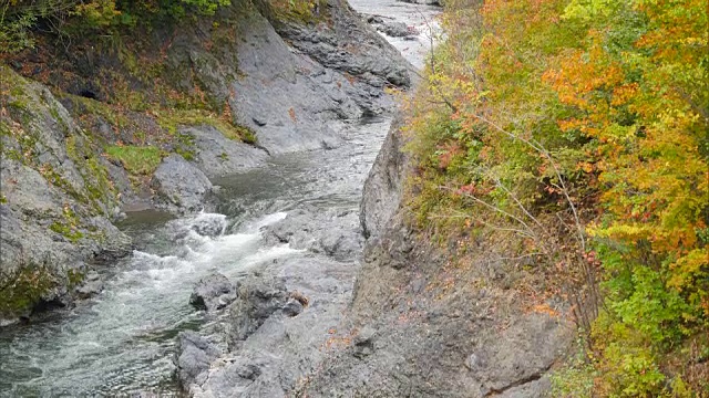 北海道近仙阁的秋天视频素材