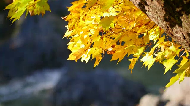 北海道Kinsenkyo峡谷秋叶视频素材