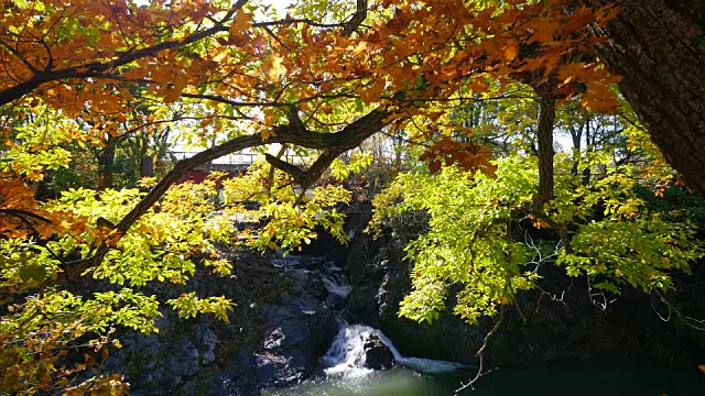 北海道金泉峡的秋天视频素材