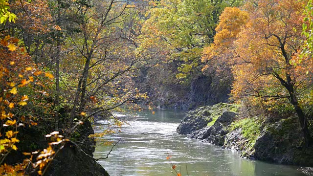 北海道近仙阁的秋天视频素材