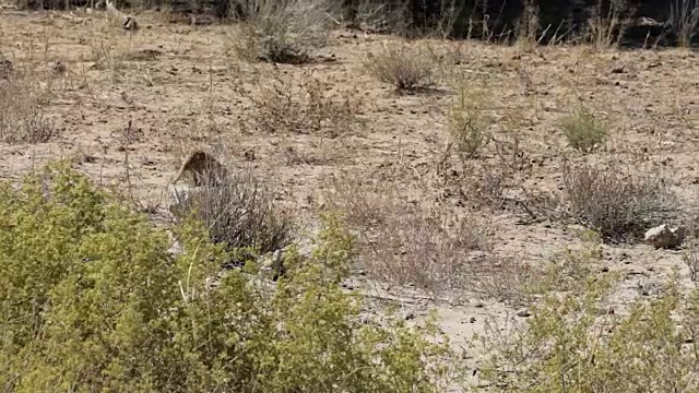 南非Kgalagadi Transfontier公园的猫鼬视频素材