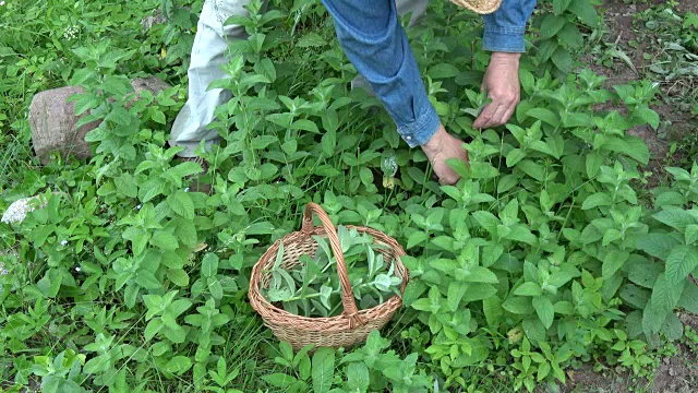 园丁草药采收新鲜的薄荷药草视频素材