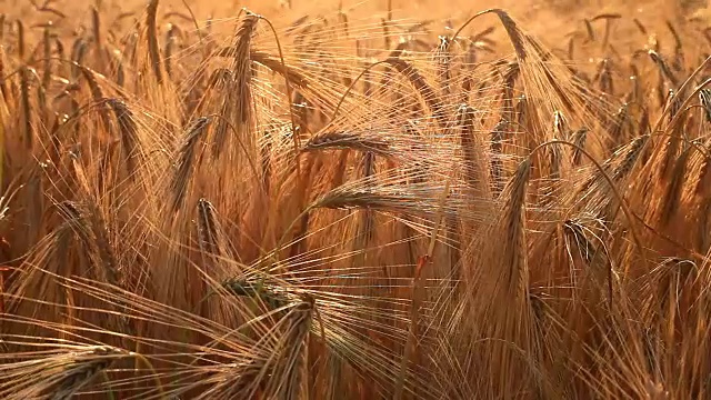 成熟的麦穗在田里摇摆视频素材