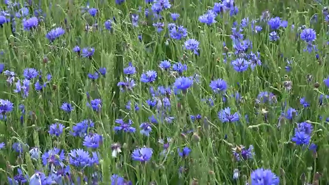 蓝色的矢车菊在绿色的麦田和风视频素材