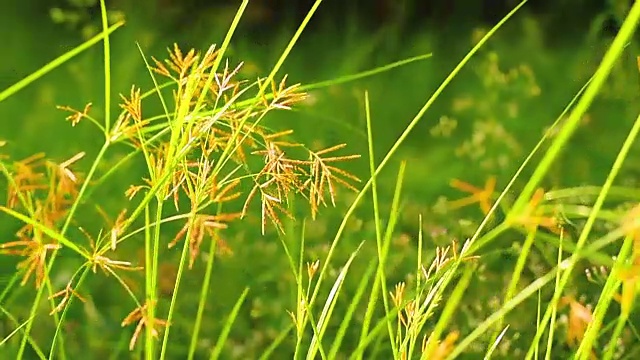 日落时风吹过草地。视频素材