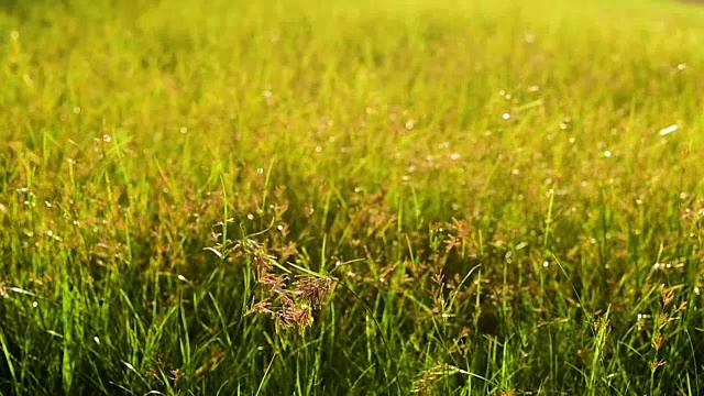 日落时风吹过草地。视频素材