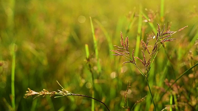 日落时风吹过草地。视频素材