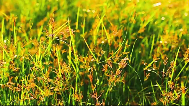 日落时风吹过草地。视频素材