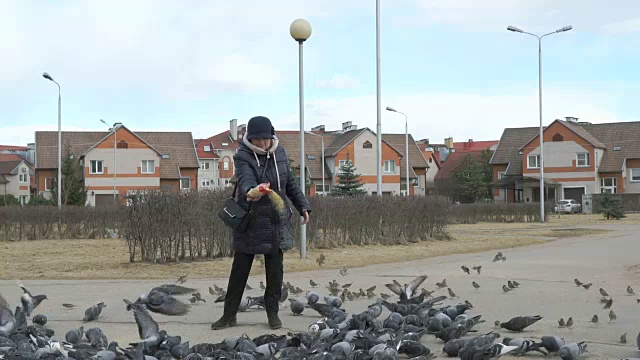 正在喂鸽子和麻雀的女人视频素材