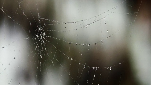 水滴在蜘蛛网上视频素材