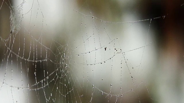 水滴在蜘蛛网上视频素材