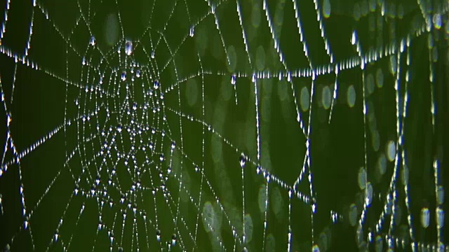 水滴在蜘蛛网上。视频素材