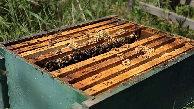 在蜂房中工作的养蜂人视频素材