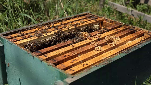 在蜂房中工作的养蜂人视频素材