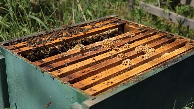 在蜂房中工作的养蜂人视频素材