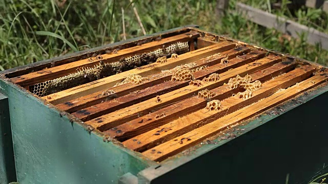 在蜂房中工作的养蜂人视频素材