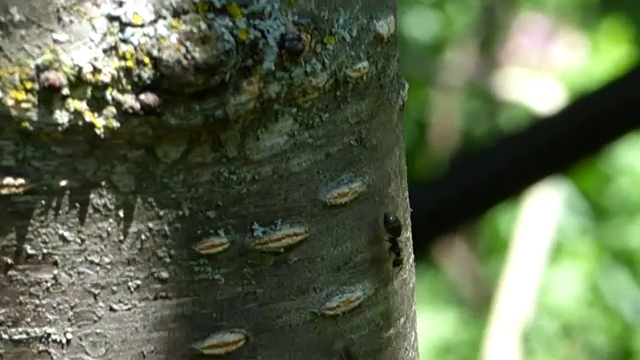 镜头跟随蚂蚁沿着树干往下跑视频素材