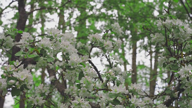 带花和芽的苹果枝视频素材