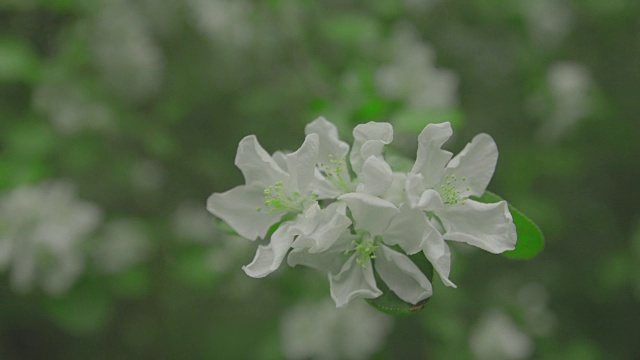 白色的花在树枝上苹果树视频素材