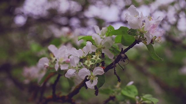 果园里的苹果树正在开花视频素材