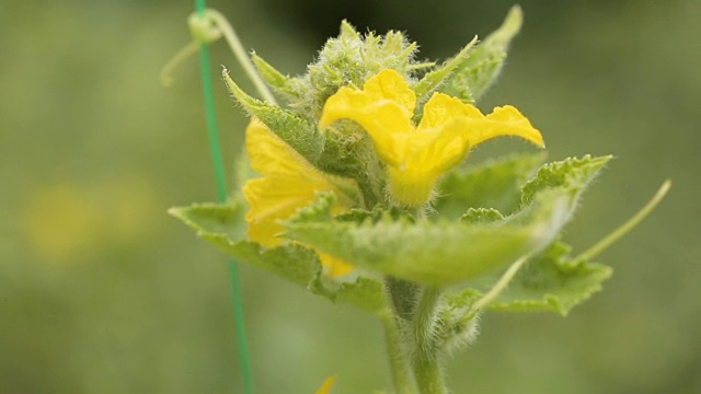 花园里的黄瓜花特写视频下载