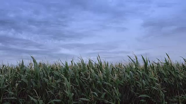 在倾盆大雨的时候，玉米在风中移动视频素材