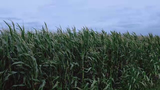 在倾盆大雨的时候，玉米在风中移动视频素材