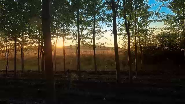 令人惊叹的太阳在春天的树林。大自然绿色木材阳光背景。天空视频素材