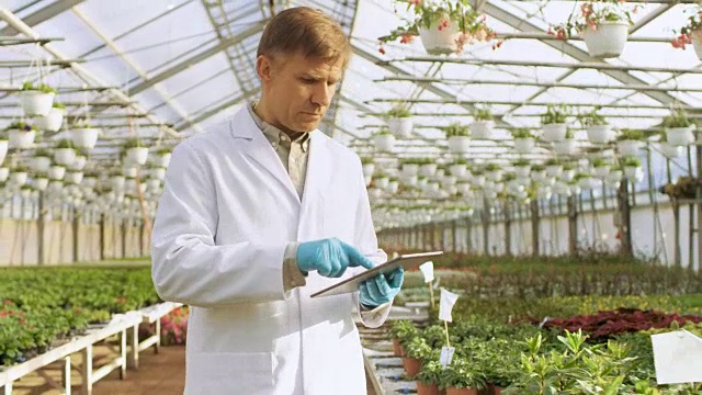 在工业温室中，穿着白大褂的农业工程师用平板电脑对植物进行健康检测和数据分析。视频素材画面2