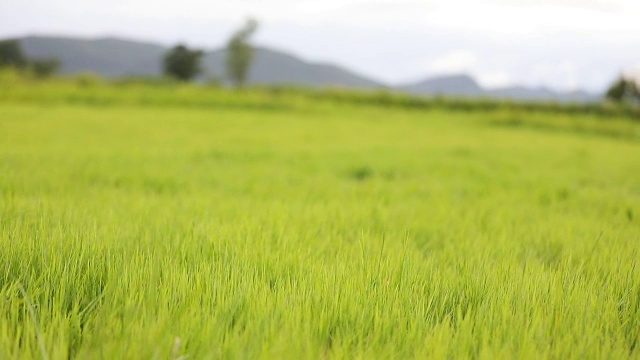 慢镜头绿色的草地和小山丘在蓝天白云视频素材