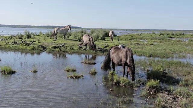 野马在湖上的草地上吃草视频素材