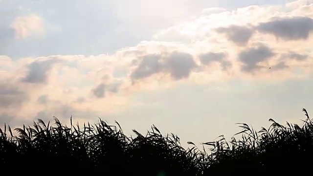 湿地香蒲在夏季植物生长的时间视频素材