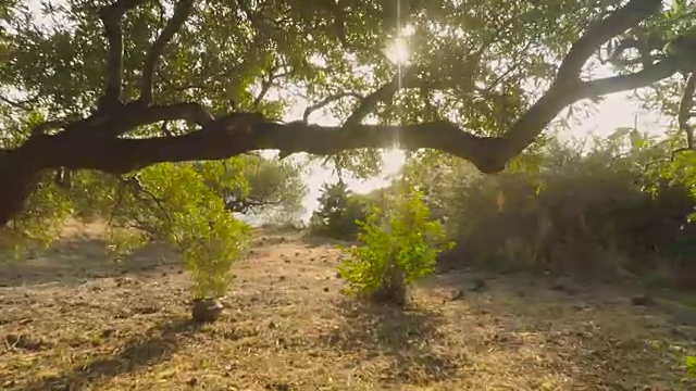 在阳光明媚的夏日午后，漫步在萨利纳伊奥利亚岛的橄榄树下的野径上，欣赏地中海海景视频下载