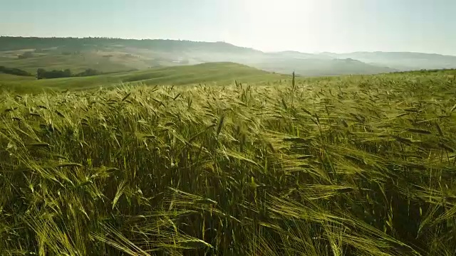 在阳光明媚的春日日出日落的户外，漫步在随风飘动的麦田里视频下载