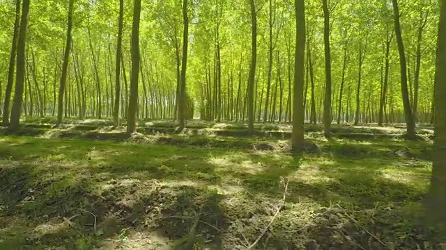 在阳光明媚的夏日里穿过树林视频素材