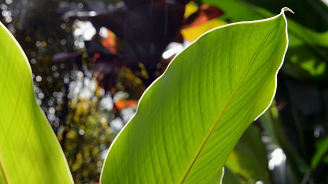 岛叶视频素材