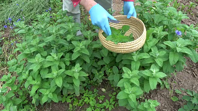 园丁采摘新鲜药用薄荷植物视频素材