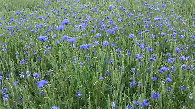 夏日的风吹过长满小麦和矢车菊的绿色田野视频素材