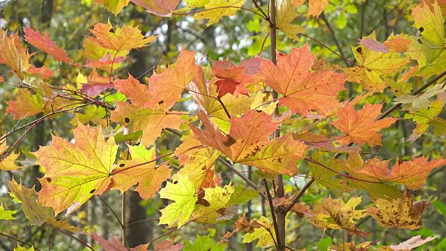 在阳光明媚的秋日，一棵枫树的叶子亮红色和黄色视频素材