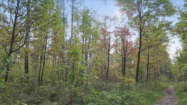 落叶木在阳光明媚的秋日视频素材