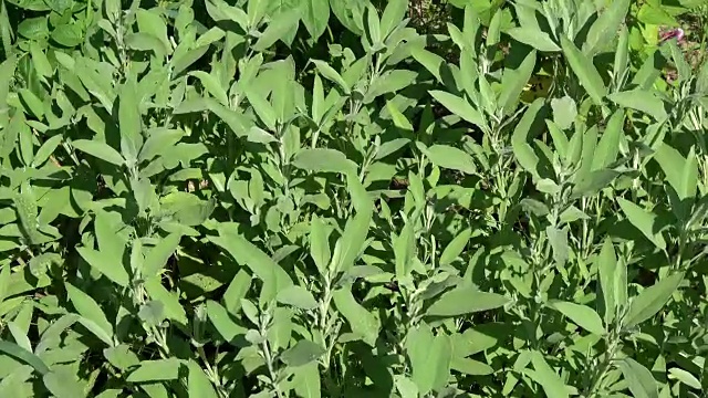 药用鼠尾草植物丹参叶背景在风中视频素材